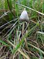 A small conical cream-colored mushroom on a long, spindly stipe, amid long grass