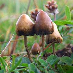 The mushroom Psilocybe semilanceata