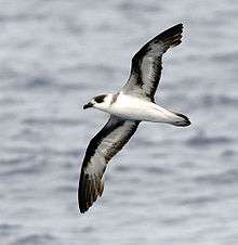 A black and white petrel flying over a body of water