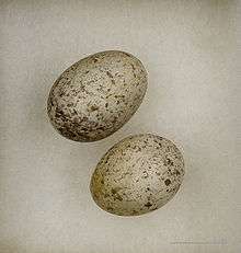 whitish eggs with grey and brown blotching