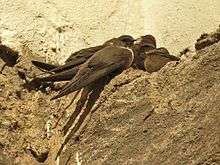 Mostly brownish martins perching on brownish rocky ground