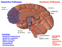  In this drawing of the brain, the serotonergic system is red and the mesolimbic dopamine pathway is blue. There is one collection of serotonergic neurons in the upper brainstem that sends axons upwards to the whole cerebrum, and one collection next to the cerebellum that sends axons downward to the spinal cord. Slightly forward the upper serotonergic neurons is the ventral tegmental area (VTA), which contains dopaminergic neurons. These neurons' axons then connect to the nucleus accumbens, hippocampus and the frontal cortex. Over the VTA is another collection of dopaminergic cells, the substansia nigra, which send axons to the striatum.