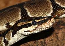 An up-close photograph of a royal python which is a messenger of Ala