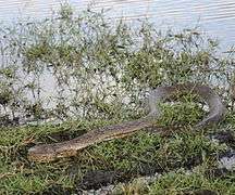 snake in weeds near water