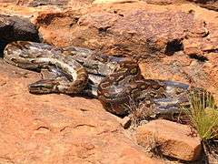 snake on rocks