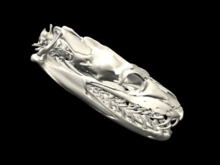 Python skull