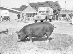 Queensland State Archives 1694 Champion Berkshire sow 1951.png