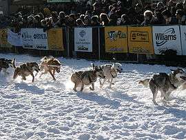 A string of harnessed dogs runs from left to right as spectators watch behind a placard-laden barricade.