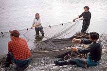 Men and women hauling a fishing net onto a beach on the Quileute Indian Reservation