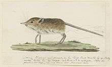 Round-eared elephant shrew, as described by Robert Jacob Gordon in 1779 or 1780.