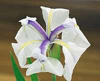 Closeup photo of an iris flower which is white with purple streaks