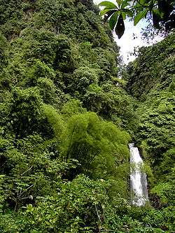 dense rainforest with an waterfall