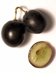 Colour photograph of three grains of black grapes.  Two are tied together with a residue of the stalk, the third has been cut in half to show that the berry of the black grape with white juice has a colourless pulp.