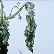 Photo of tomato plant with Ralstonia wilt symptoms