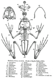 Skeleton of frog