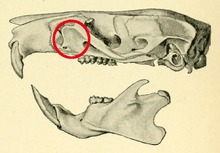 Skull, seen from the left, with a red circle around a bony plate before and above the upper first molar.