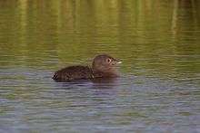 Dark grey fuzzy-looking chick floats on water.
