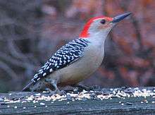 A "zebra-backed" woodpecker with brilliant red crown stands on a feeding platform.