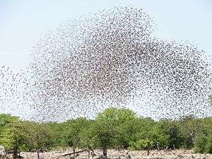  massive flock of tiny birds seen from distance so that birds appear as specks
