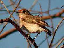 A small bird with pale brown plumage and reddish tint to chest and cap is perched on a twig against a background of small bare branchlets in a tree.