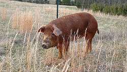 Red Wattle pig