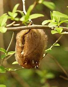 A red-coloured bat hanging upside from a thin tree branch using the black claws on its feet. Small clusters of three leaves sprout from buds on various branches in the foreground and background.