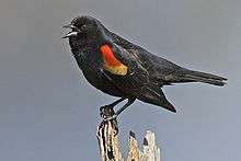 A black bird with a red and yellow wing patch perching on a stump