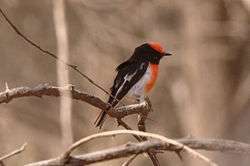 A small red and black plumaged bird is perched on a branchlet against a background of small bare branchlets in a tree.