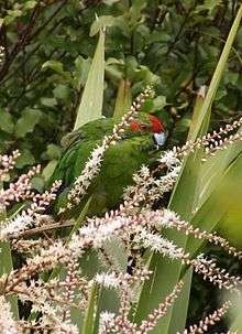 A parakeet eating small white flowers
