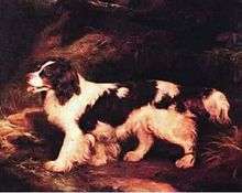 "A painting of a dark brown and white dog with a heavy coat. It has heavy feathering on the tail and legs, and it's tongue is out."
