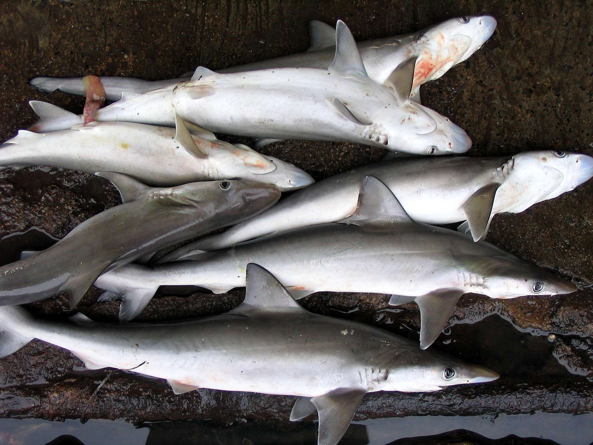 Several freshly caught, slender gray sharks with long snouts and large eyes, lying on a pier