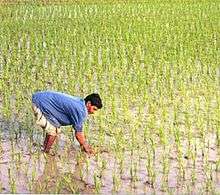 A farmer working in a rice paddy.