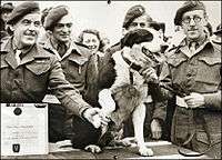 A dog receiving a medal while surrounded by a number of men in military uniform