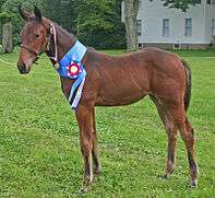 A weanling filly