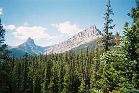 evergreens and mountains in Alberta