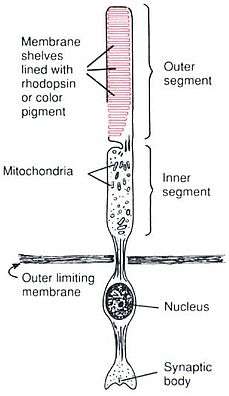 Anatomy of a Rod Cell