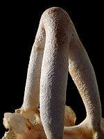 A calcareous skeletal structure that looks like a thick tripod