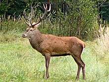 A male deer