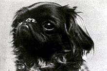 A black and white photographic headshot of a small spaniel with a stubby nose and mostly dark markings.