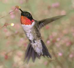 A hummingbird with brilliant red throat flashing hovers as it feeds from a very small flower.