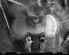 Scanning electron micrograph in black and white of the compound eyes of a butterfly seen from front.