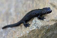 An individual of a uniformly black salamander.