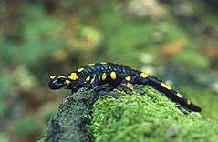 An individual of a fire salamander