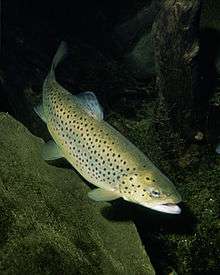 A brown trout in a river