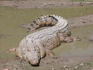 Saltwater crocodile lounging in mud