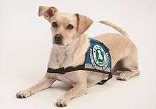 Psychiatric Service Dog In Training