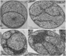 Four panels of two-dimensional electron micrographs of G. obscuriglobus cells with complex internal membranes.