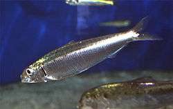 A silvery fish, the pilchard