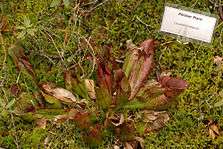 Carnivorous plant found in Minnesota at Lake Bemidji State Park.