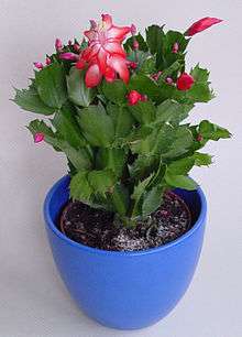 A plant with green upright stems is growing in a blue pot. There are a few flowers and buds at the end of the stems, all more or less upright.